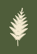 FOREST FINDS